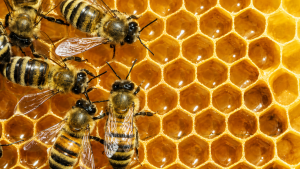 Battle Bees for Compliance