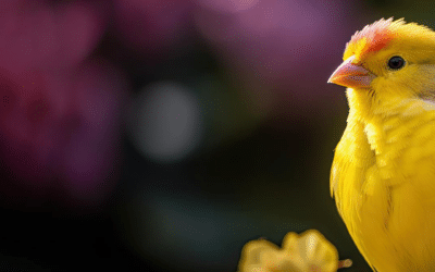 Canary Deployment Explained