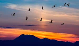 Picture of birds migrating in the sky to pair with the post 6 tips for a successful migration program