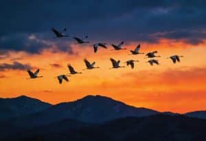 Picture of birds migrating in the sky to pair with the post 6 tips for a successful migration program