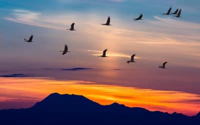 6 Tips for a Successful Migration Program